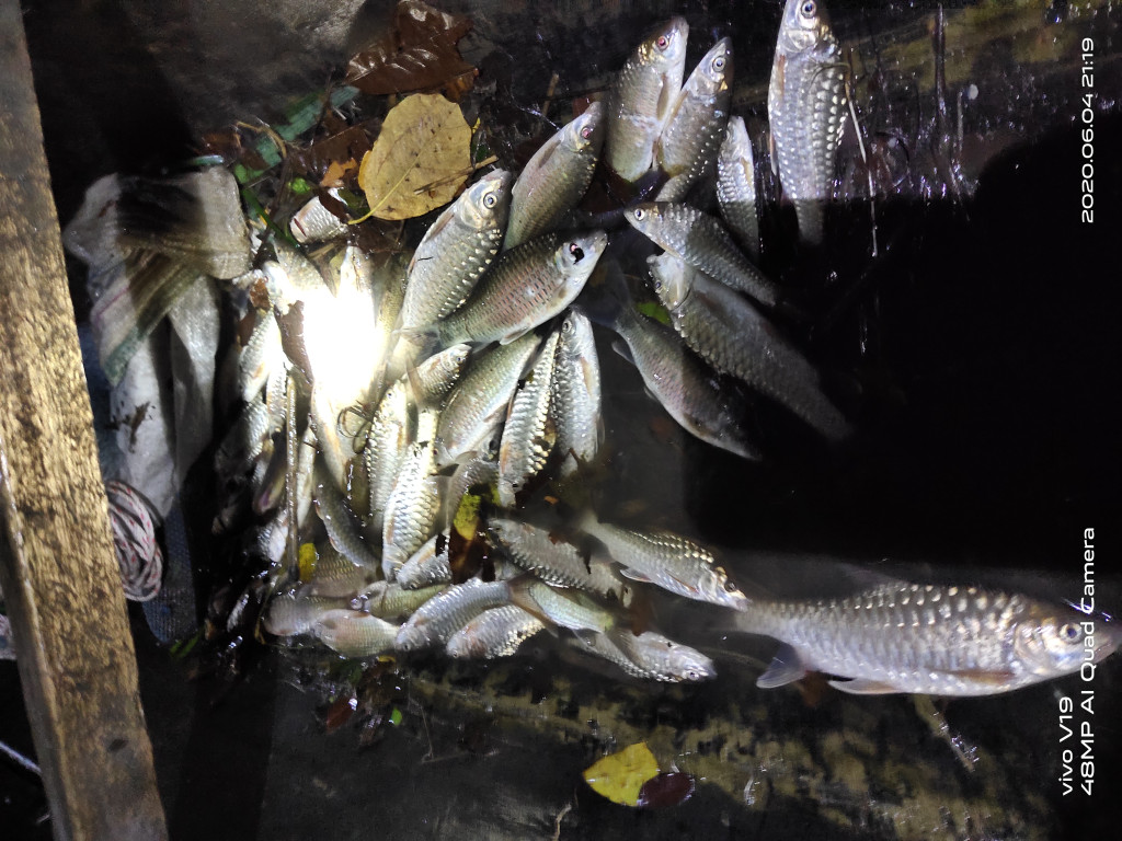 Ikan Kerling Salah Satu Potensi Yang Ada di Gampong Siurai Urai.