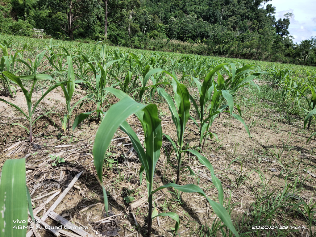 Sebagian Besar Masyarakat Gampong Siurai Urai Bercocok Tanam Jagung..